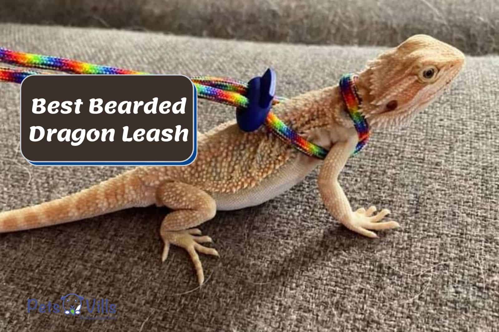A bearded dragon with a colorful leash on