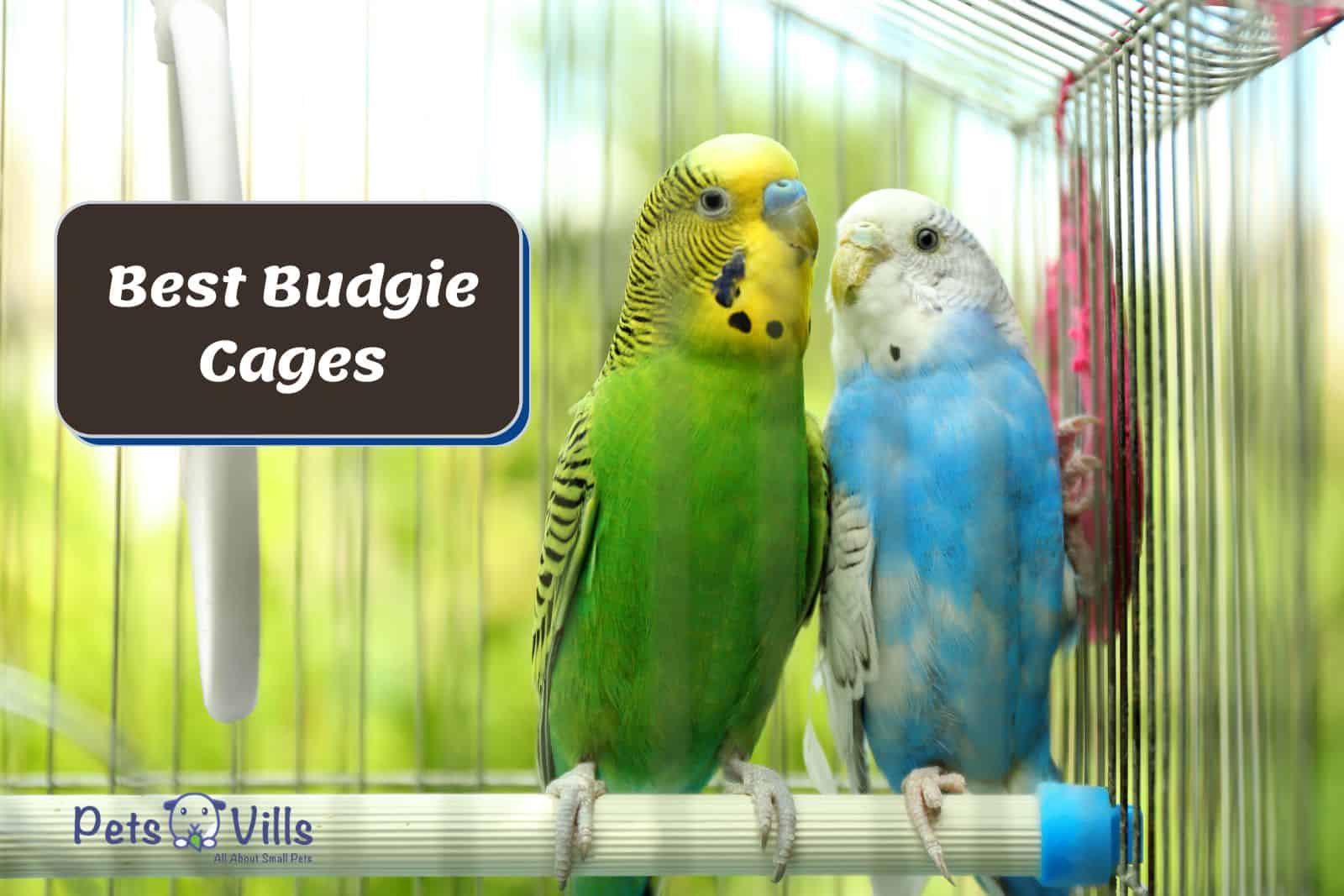 cute budgies inside a durable budgie cage