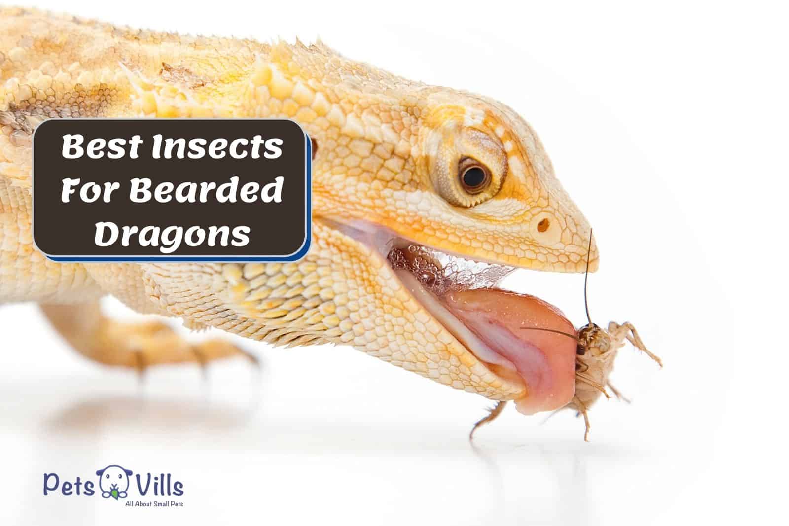 best insects for bearded dragons