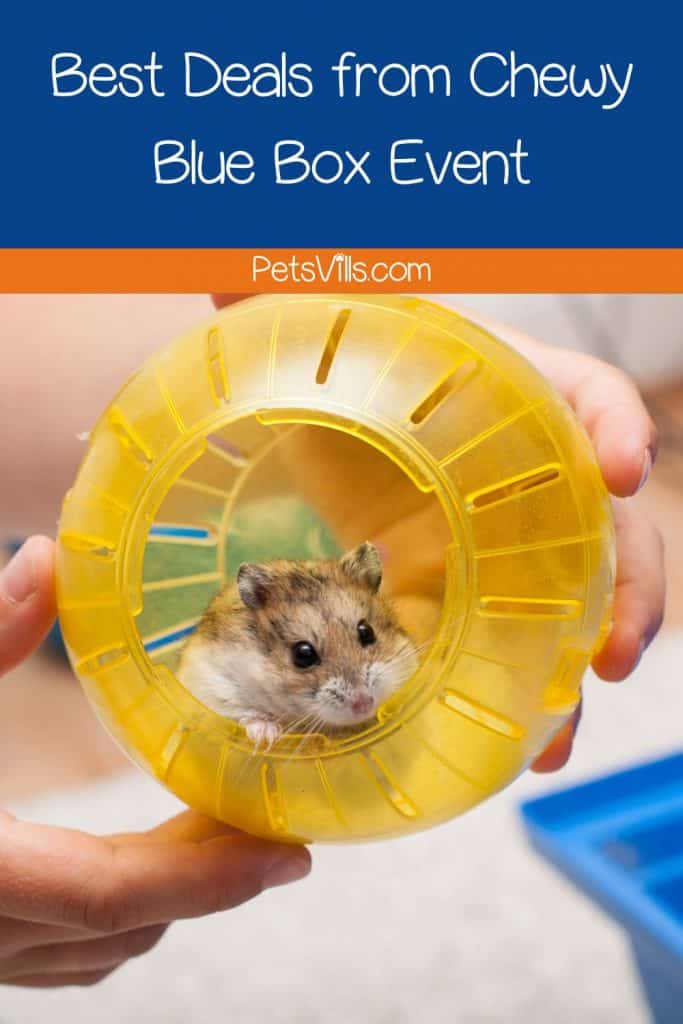 hamster hiding inside a yellow wheel