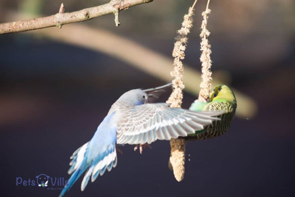 couple of budgie flying
