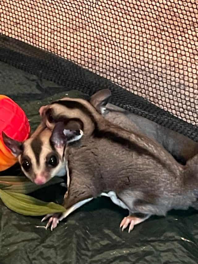UNSEEN PICTURES OF SUGAR GLIDERS