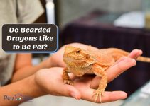 Do Bearded Dragons Like to Be Pet? [Tips to Do it Right]