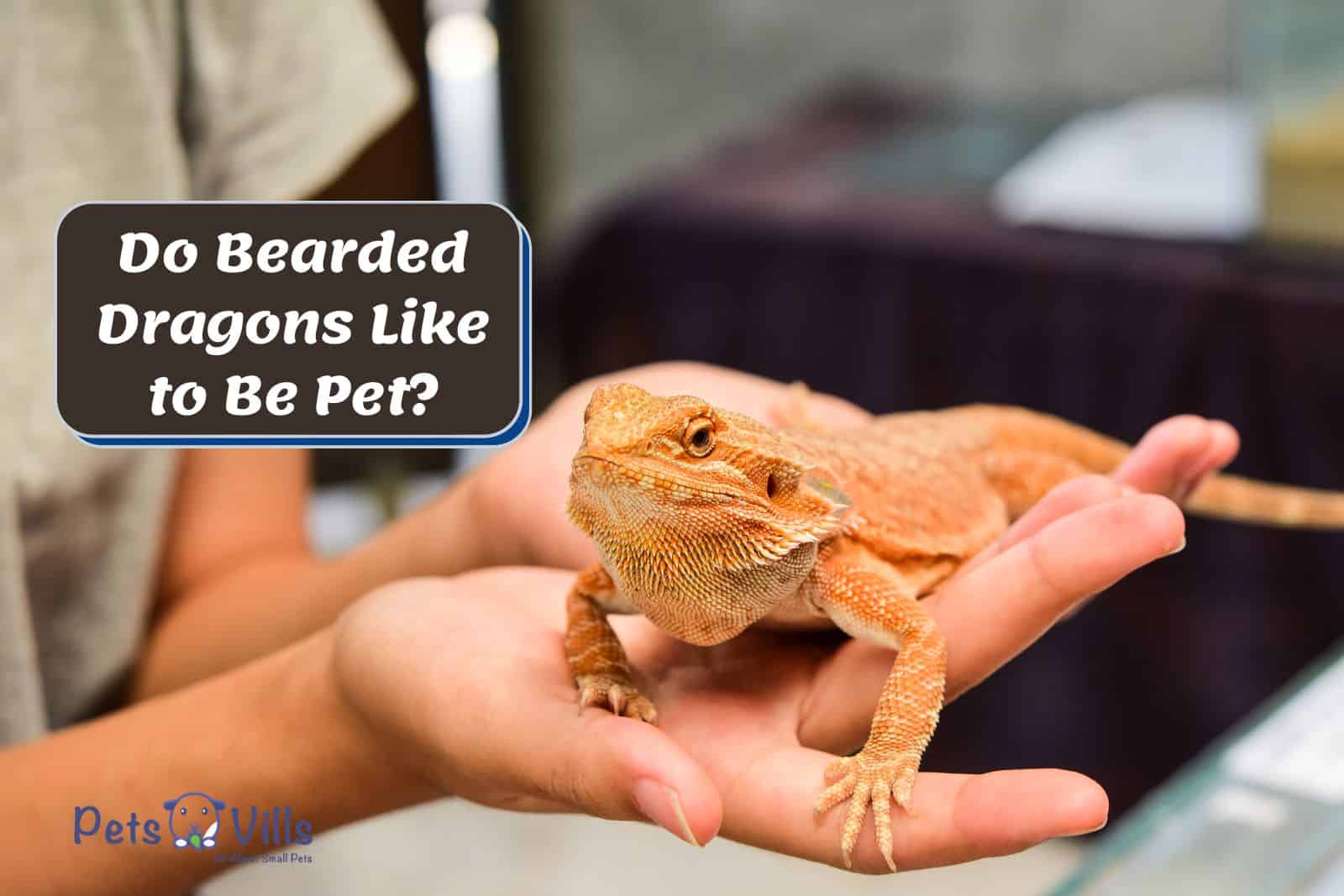 lady holding a beardie but do bearded dragons like to be pet?