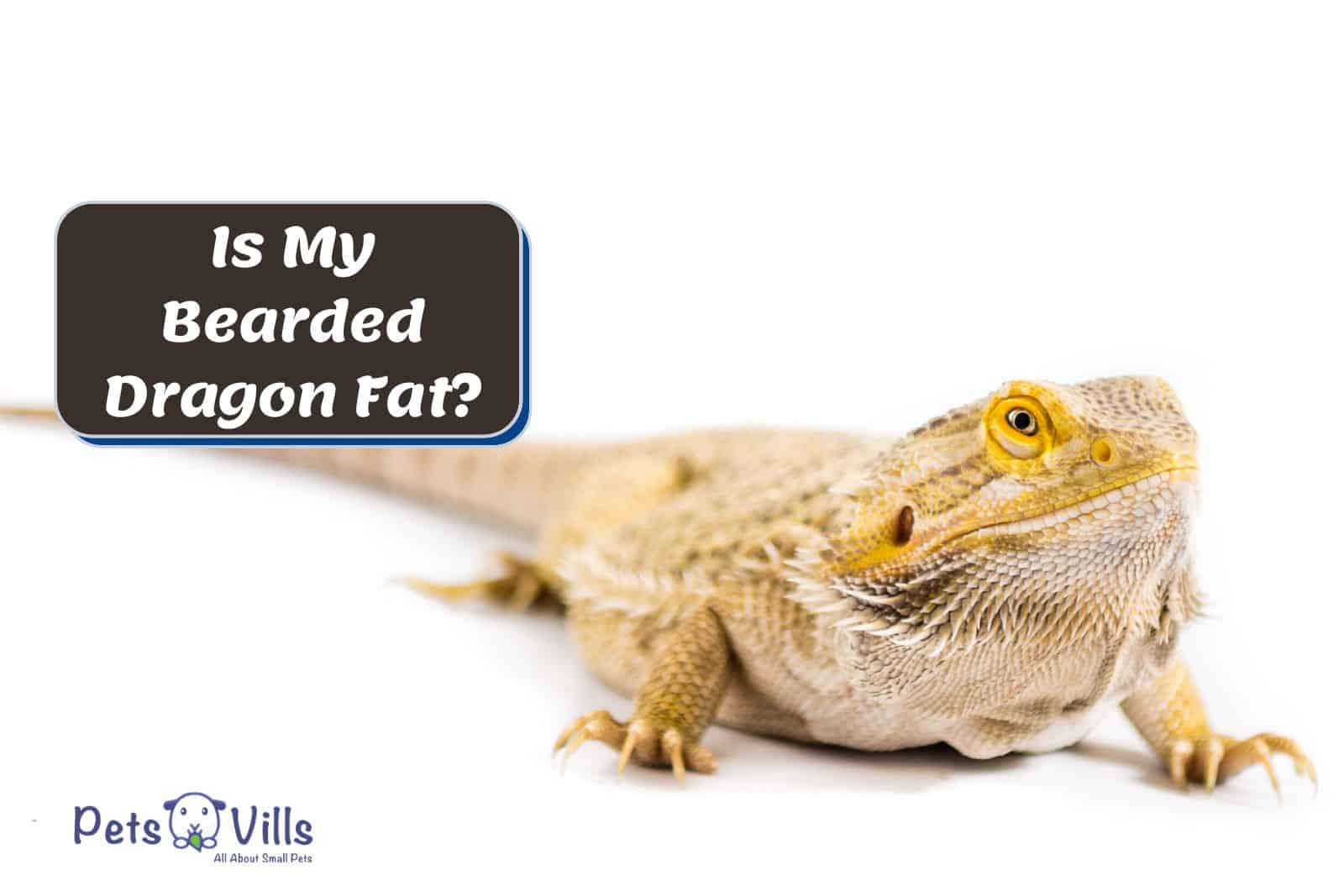 obese bearded dragon