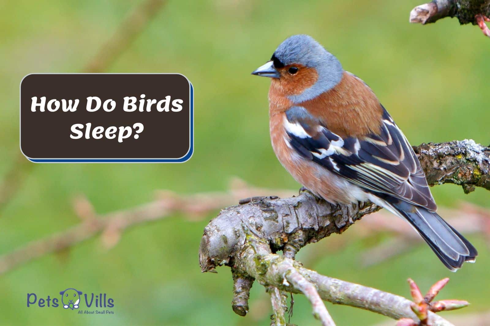small bird on a tree so how do birds sleep?