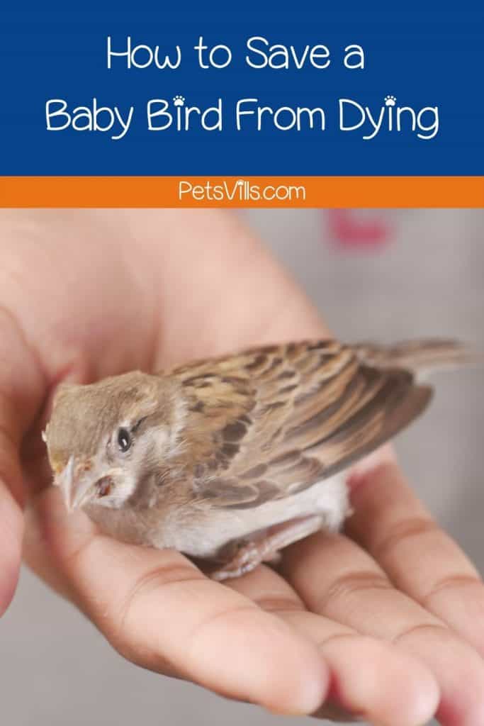 a hand holding a weak baby bird