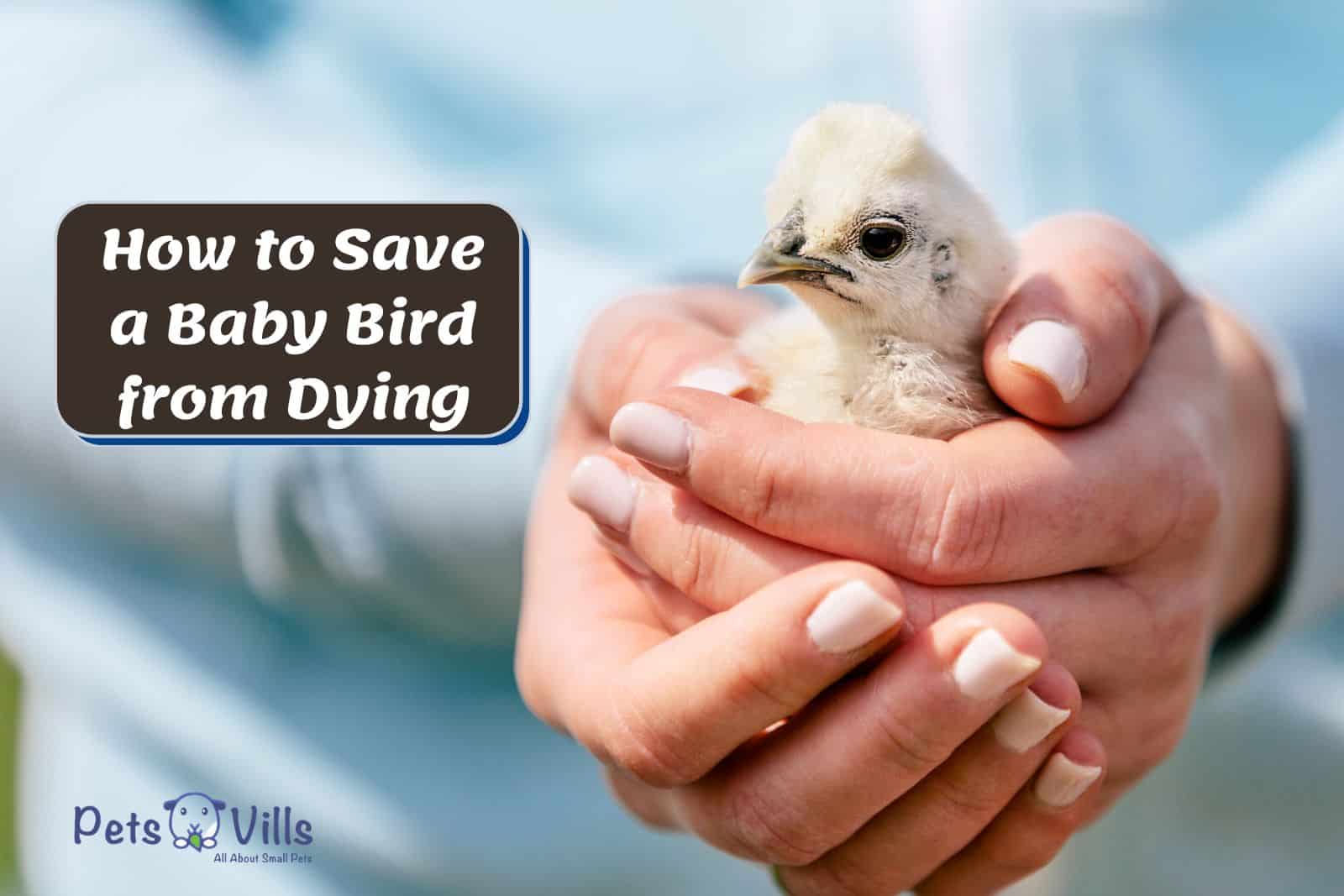 hand holding a bird and the lady thinking how to save a baby bird from dying