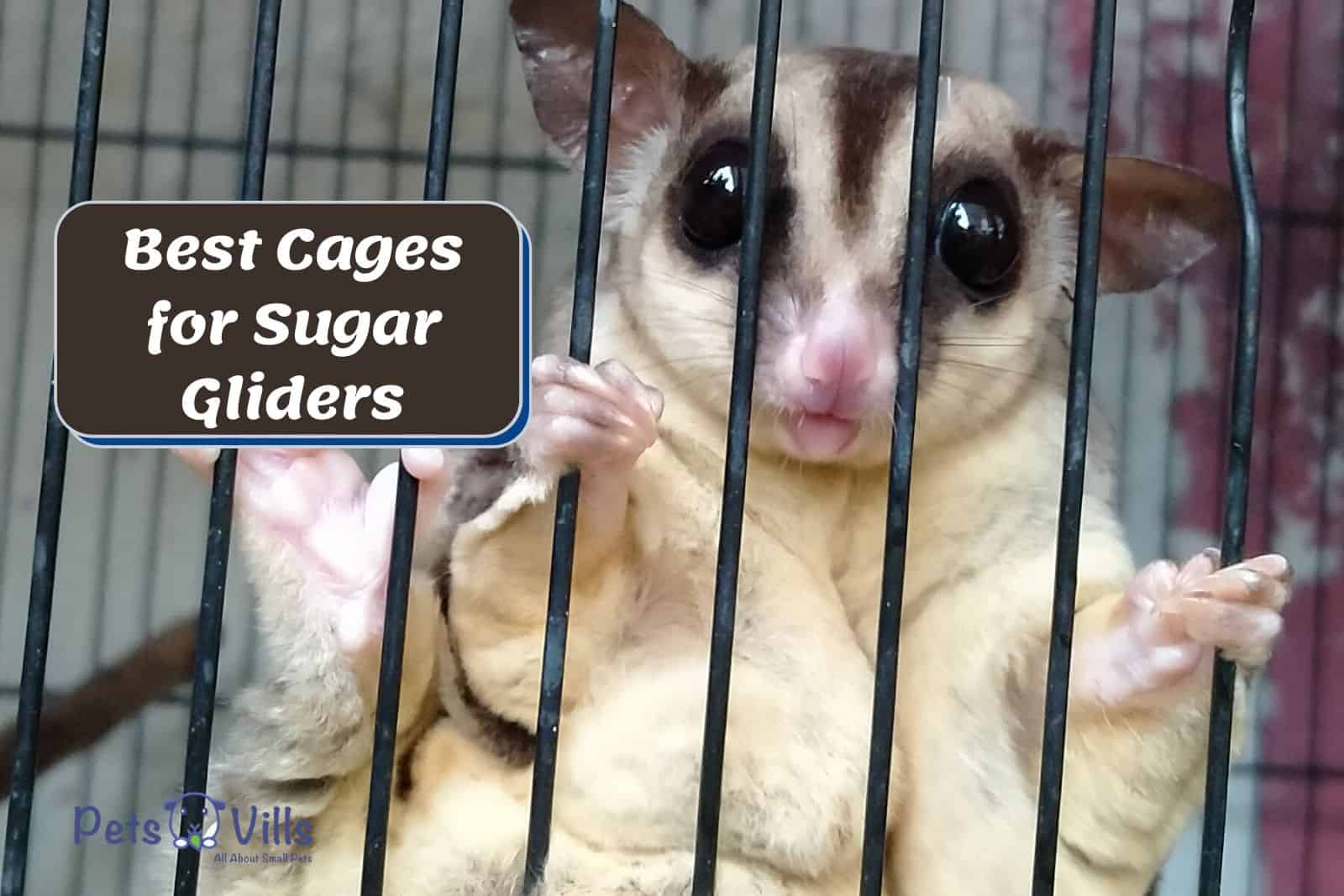 a shuggie inside the BEST CAGES FOR SUGAR GLIDERS