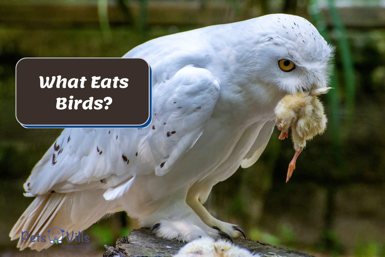 What Eats Birds? (4 Strange Predators to Watch Out For!)
