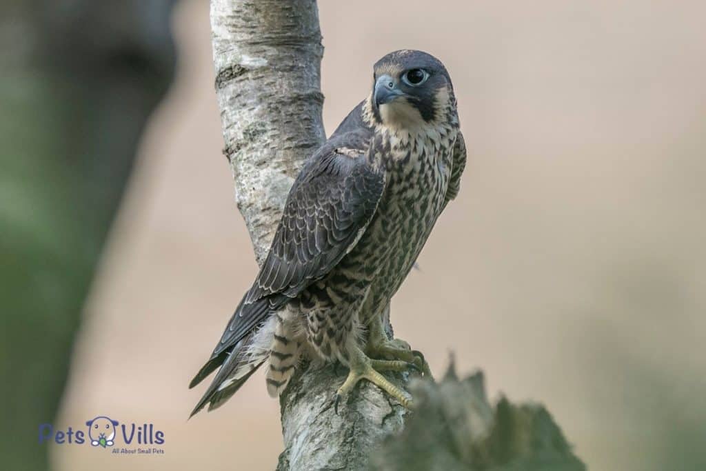 falcon on the tree