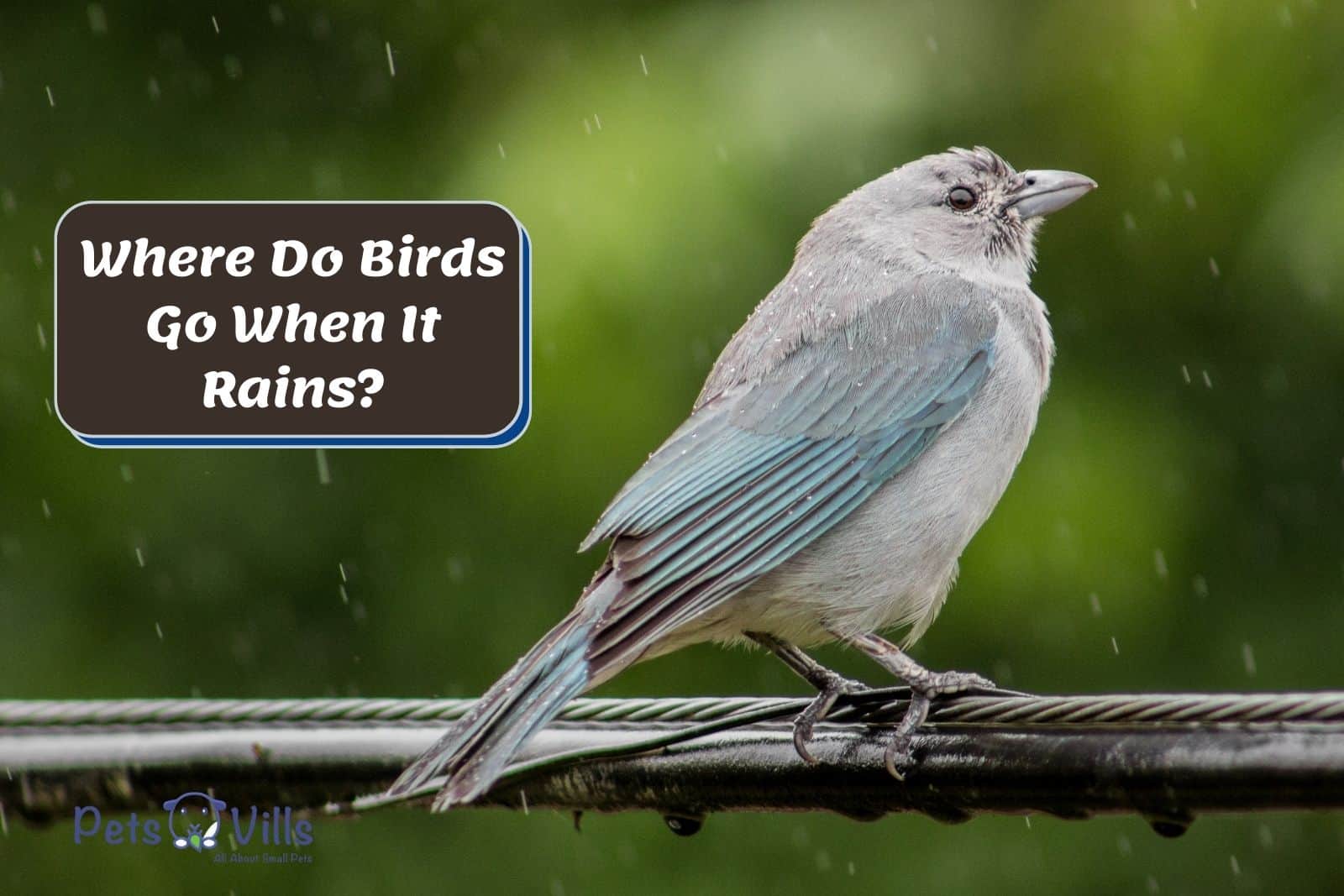 small bird in the rain so where do birds go when it rains?