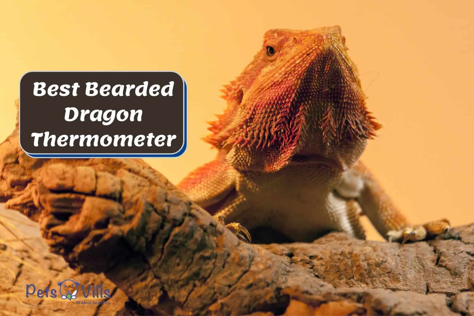 orange beardie beside Best Bearded Dragon Thermometer poster