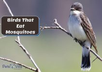 What Birds Eat Mosquitoes? [10 Beneficial Species to Backyard]