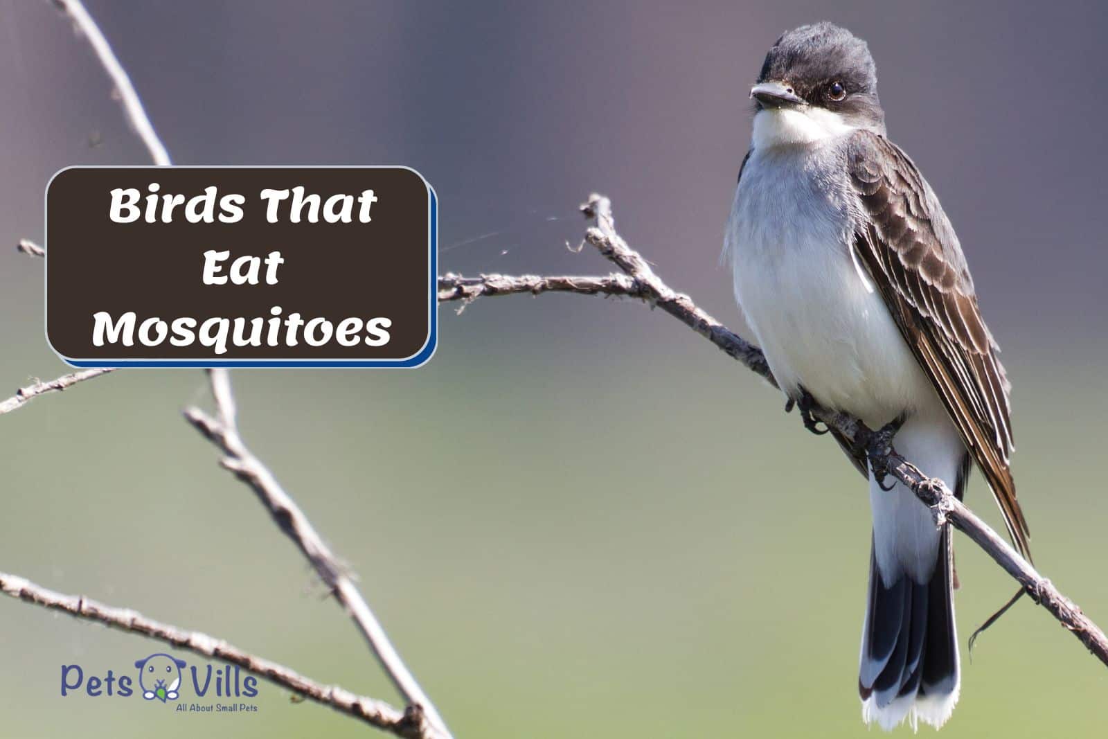 Eastern Kingbird, ONE OF THE Birds That Eat Mosquitoes