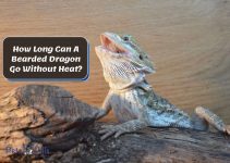 How Long Can A Bearded Dragon Go Without Heat? Safety Guide
