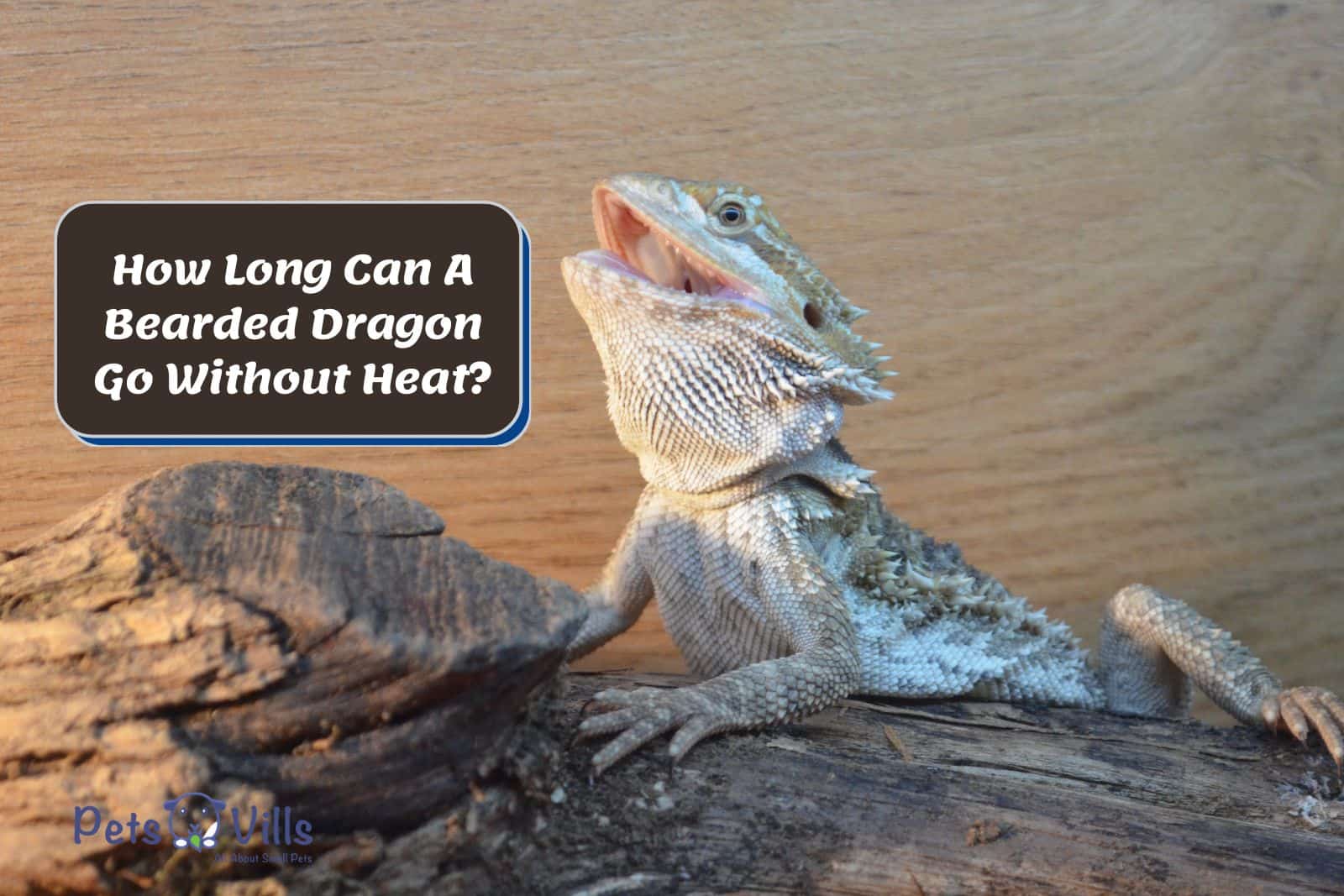 BEARDED DRAGON WITH AN OPEN MOUTH (How Long Can A Bearded Dragon Go Without Heat (1))