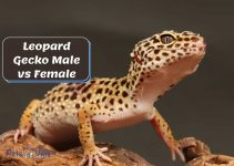 Leopard Gecko Male vs Female: 9 Ways To Tell The Difference