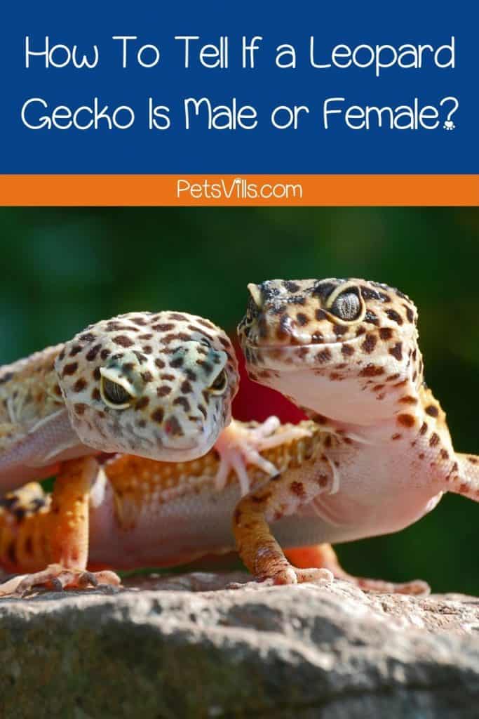 two Leopard Geckos for Leopard Gecko Male vs Female comparison