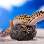 Leopard Gecko on the stone at the sea