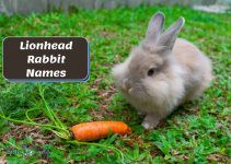 Lionhead Rabbit Names: 110+ Cute Names For Male & Female