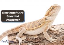 How Much Are Bearded Dragons? (Initial Price & Ongoing Cost)