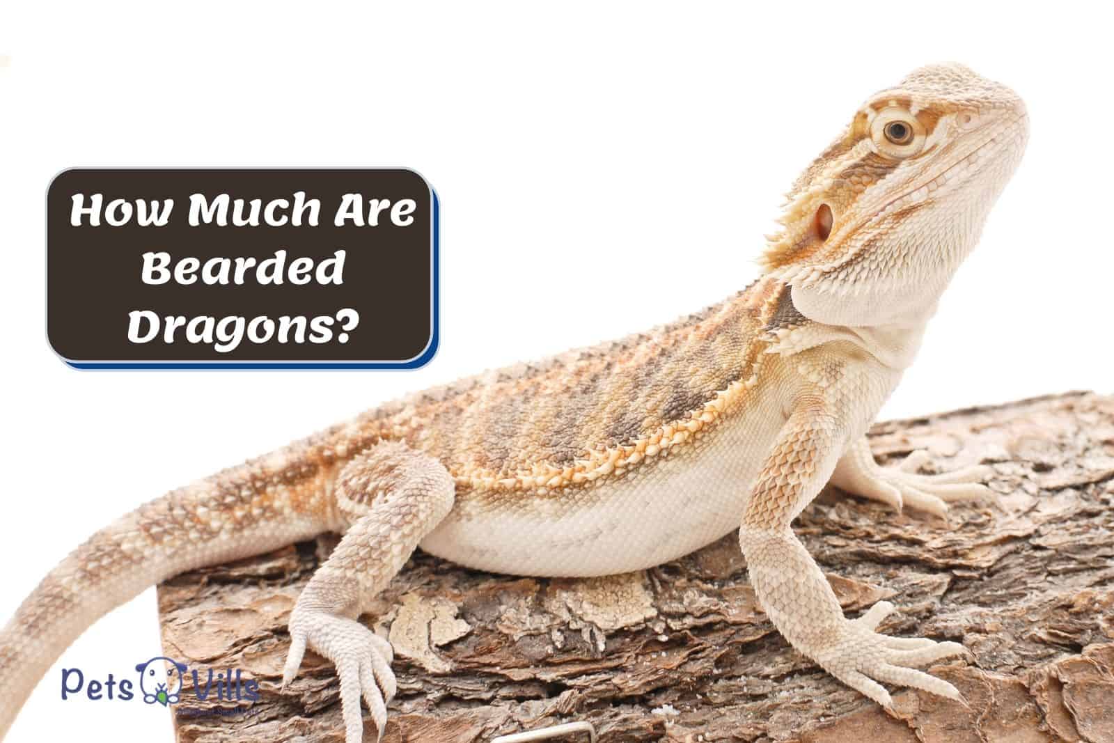 bearded dragon sitting on the tree but what's the average bearded dragon cost