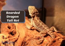 Bearded Dragon Tail Rot (Signs, Causes, Remedy & Prevention)