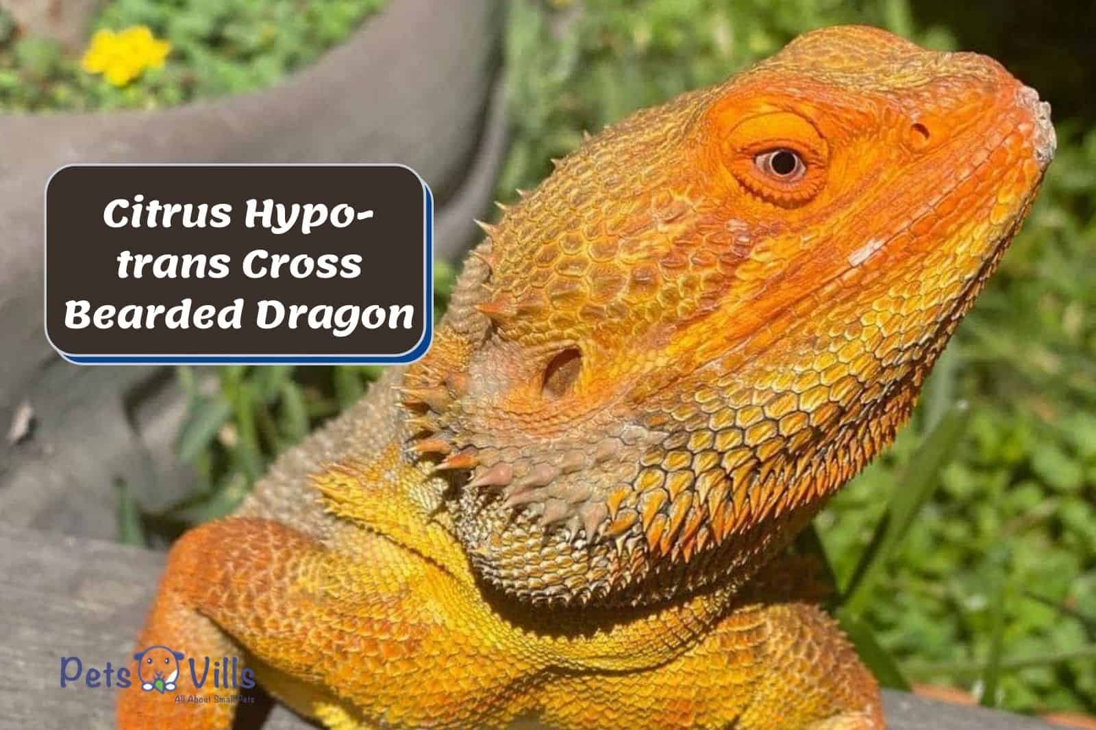 cute citrus hypo-trans cross bearded dragon