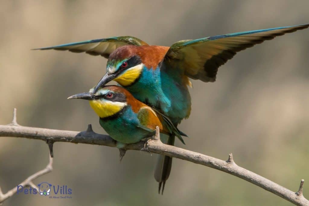 colorful birds mating