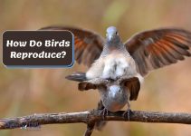 How Do Birds Reproduce? [+When and Where They Mate]