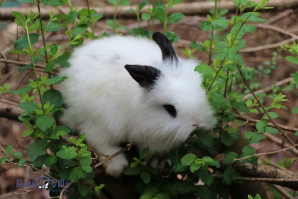 cute white lionhead rabbit with black ears