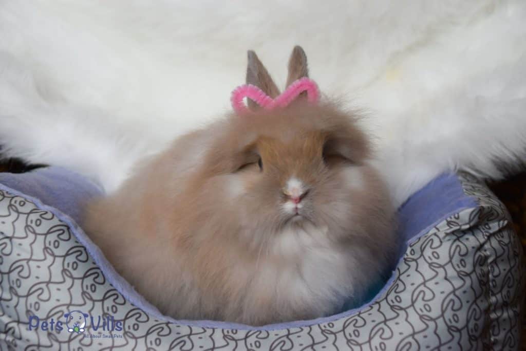 girl lionhead rabbit with a cute pink bow