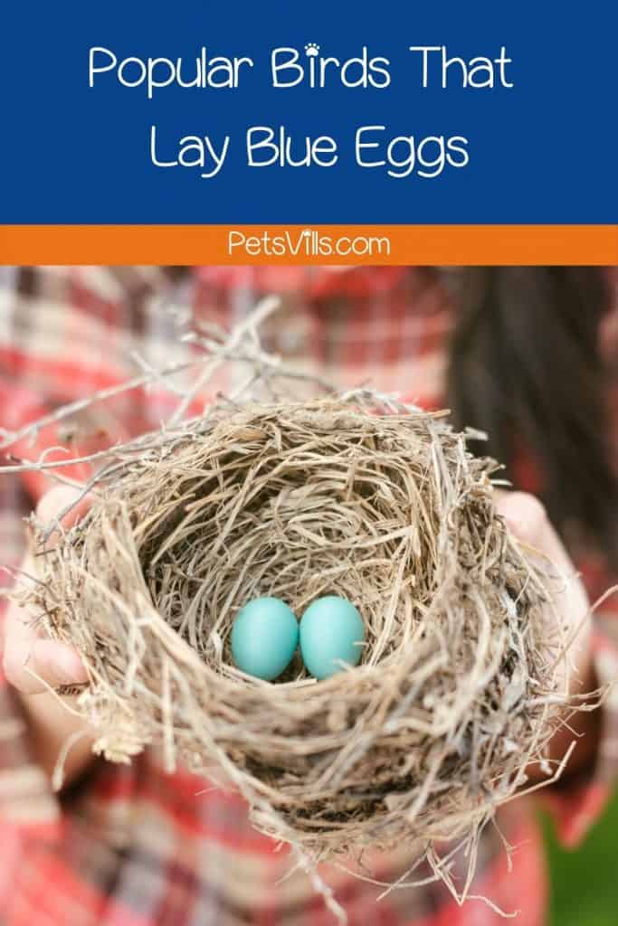 lady holding a nest with blue eggs but what birds lay blue eggs ?