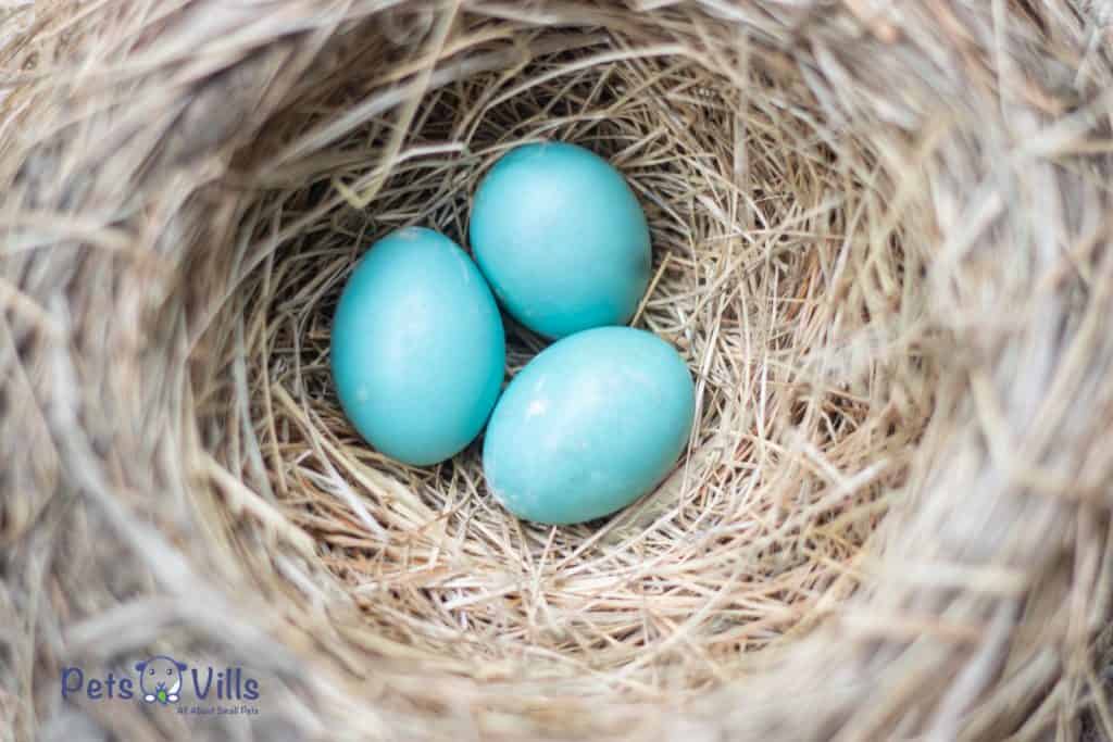 blue eggs on the nest