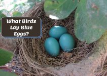 What Birds Lay Blue Eggs? (7 Interesting Species and Facts)