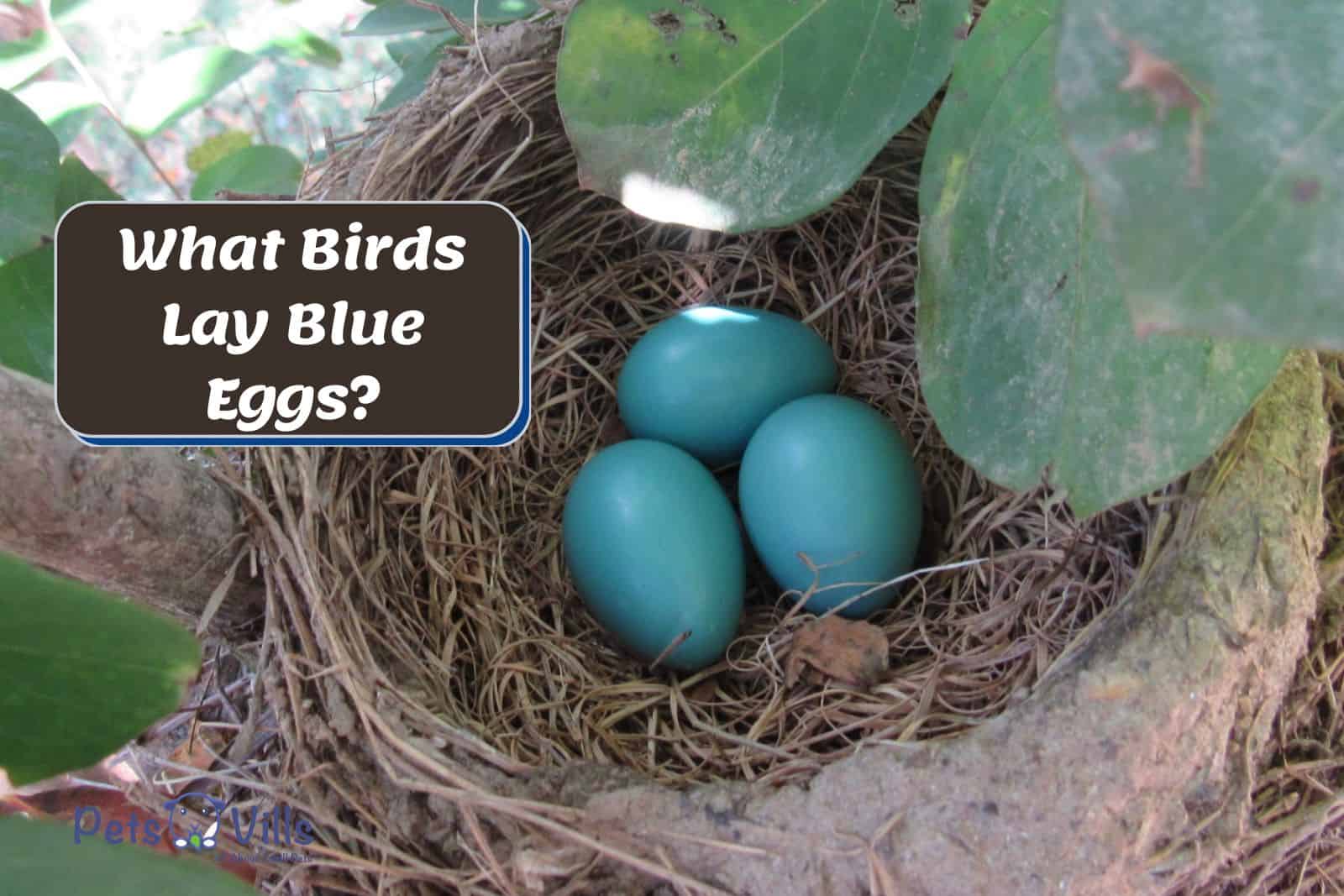 3 blue eggs on the nest
