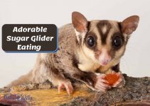 Adorable Sugar Glider Eating Video You Don’t Want To Miss!