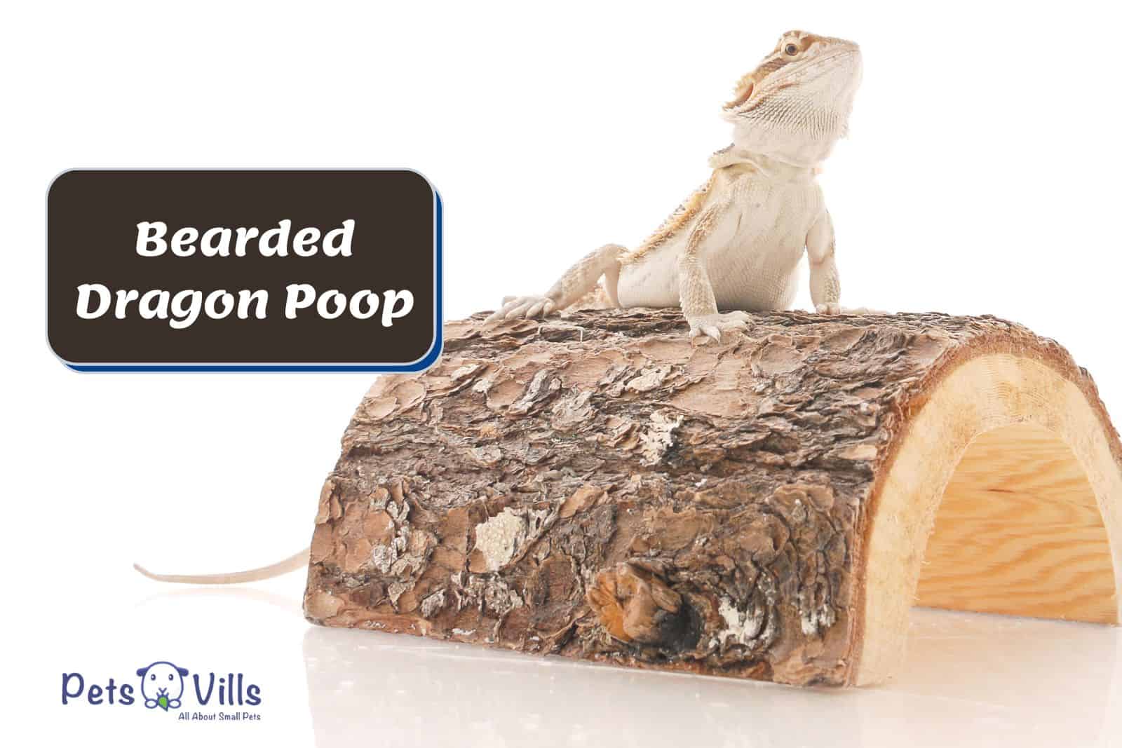 bearded dragon on top of a wood beside Bearded Dragon Poop sign