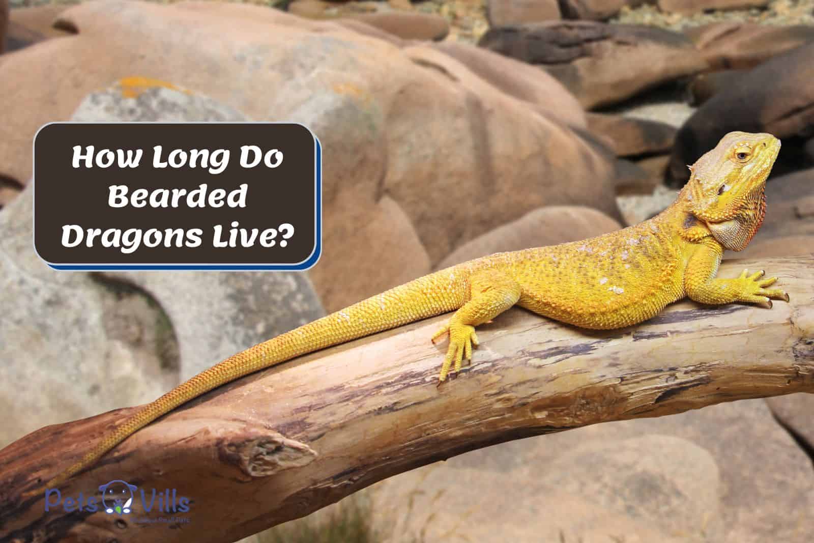 yellow bearded dragon crawling on a wood beside How Long Do Bearded Dragons Live? text