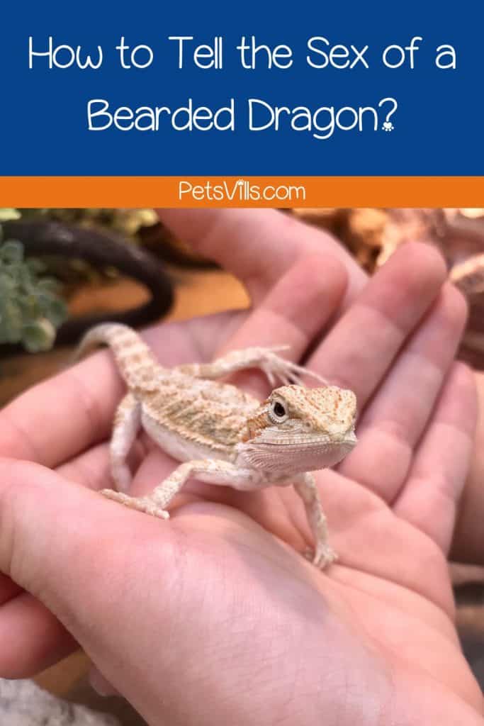 a hand holding a baby beardie and showing How to Tell the Sex of a Bearded Dragon