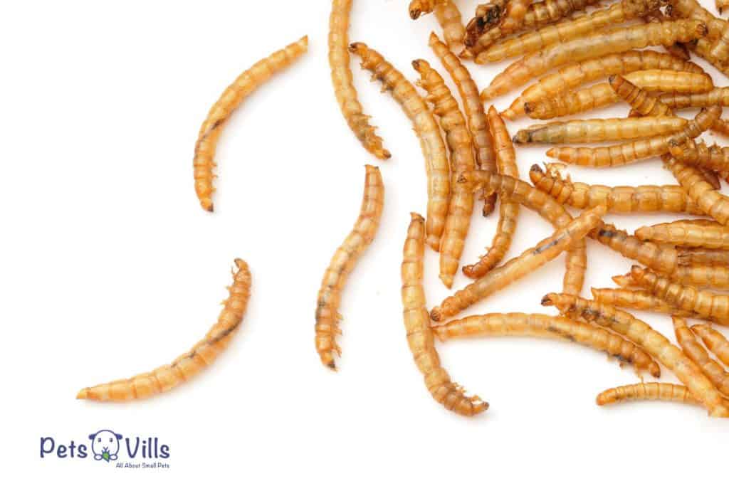 mealworms on a white background