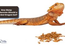 How Many Mealworms To Feed a Bearded Dragon? [+ Benefits]