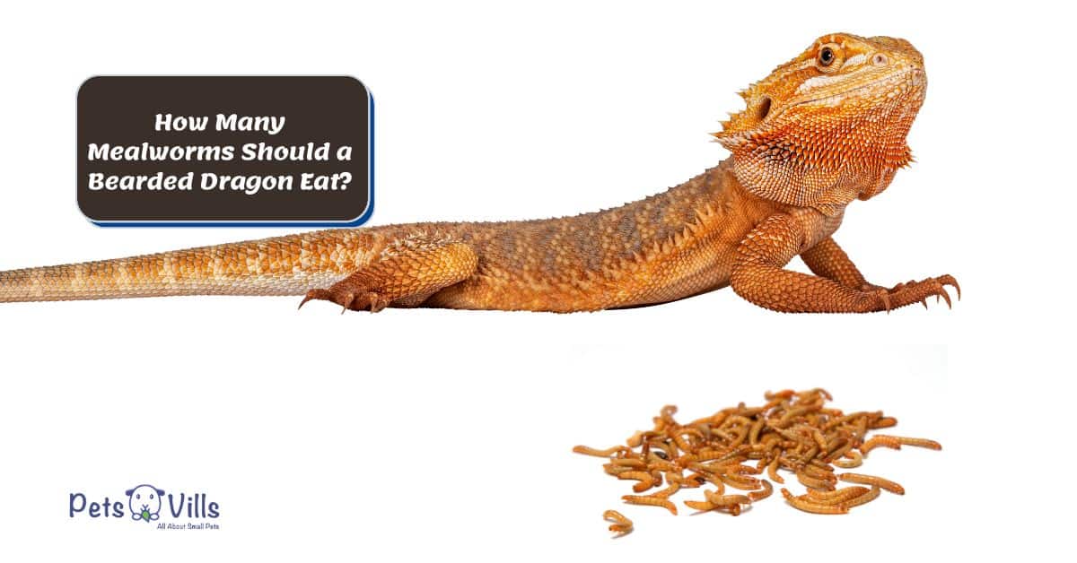 bearded dragon and mealworms: how many mealworms to feed a bearded dragon?