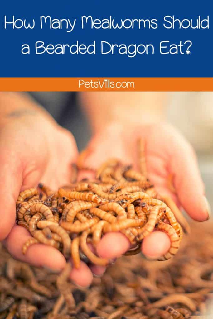 hands holding mealworms