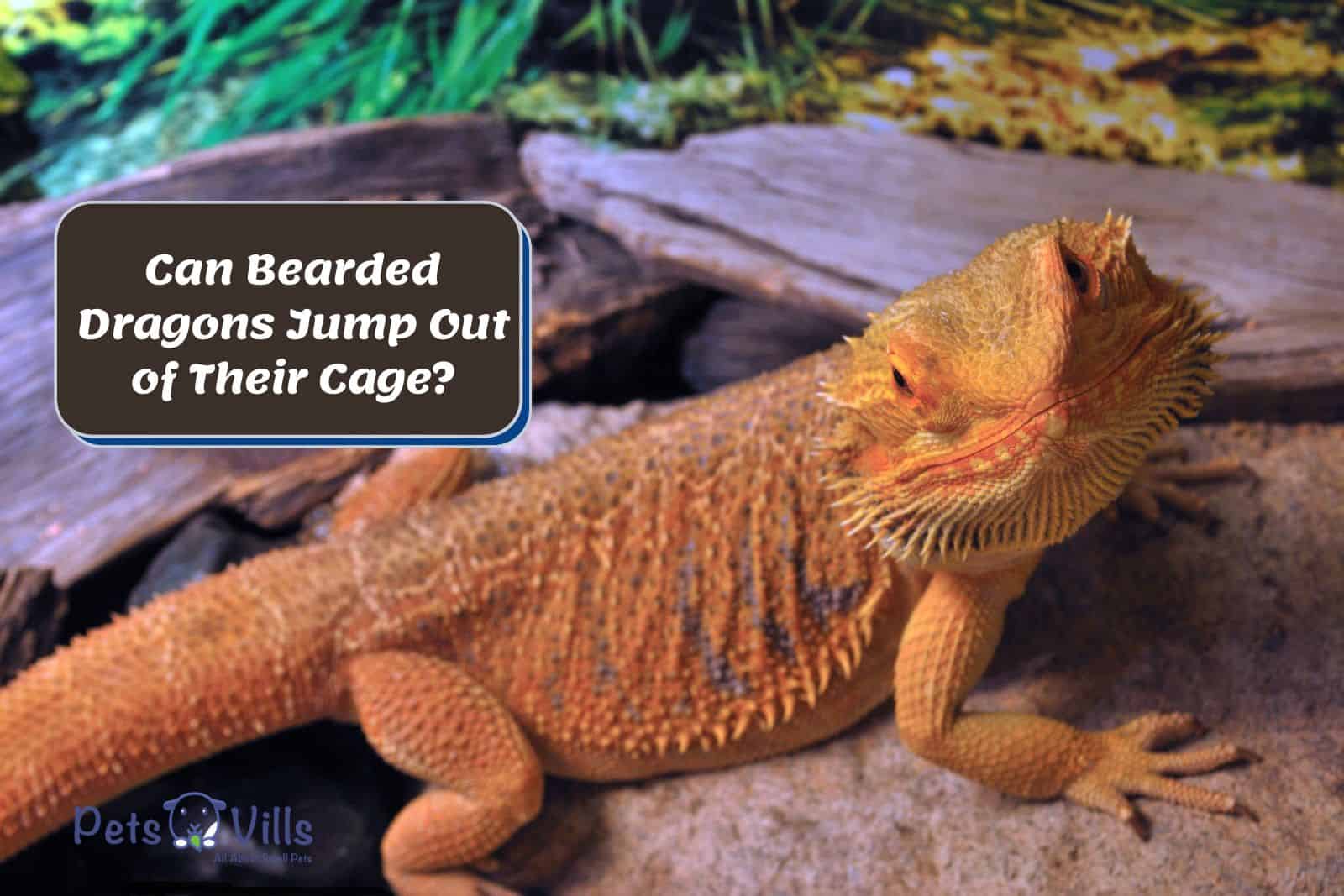 bearded dragon looking at the camera beside the text 