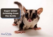 Cute Sugar Glider Drinking From The Bottle [Must-Watch Video]