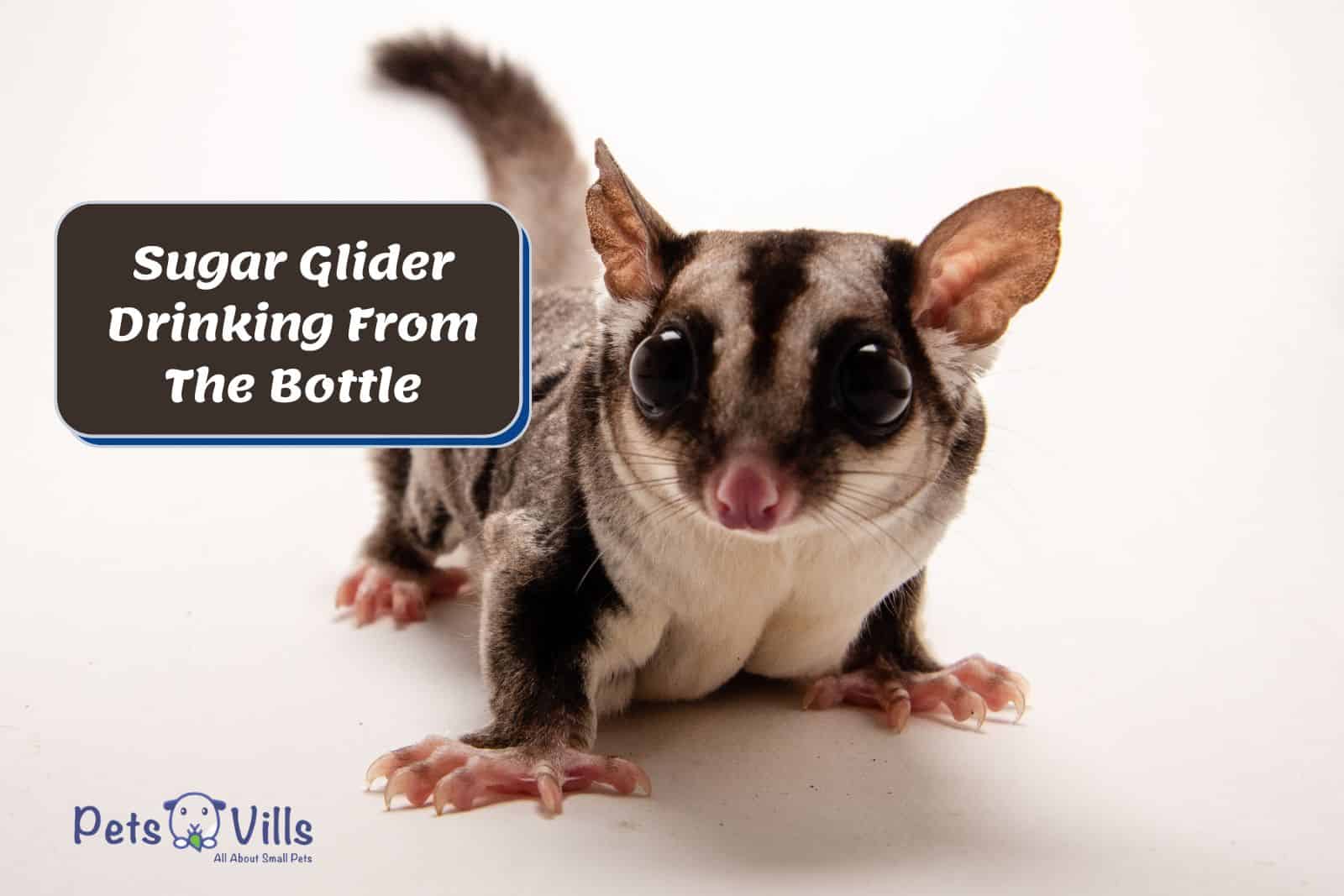 Cute Sugar Glider Drinking From The Bottle