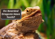 Do Bearded Dragons Have Teeth? (Facts & Care Guide)