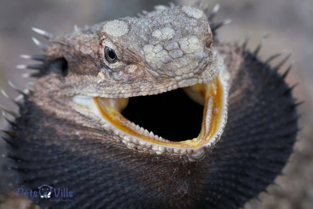 A bearded dragon with mouth wide open showing teeth